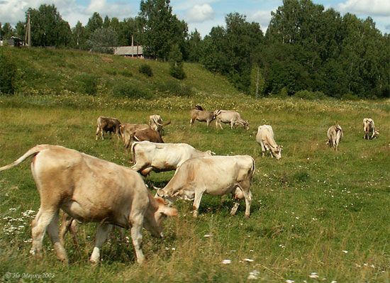 племзавод караваево, Кострома